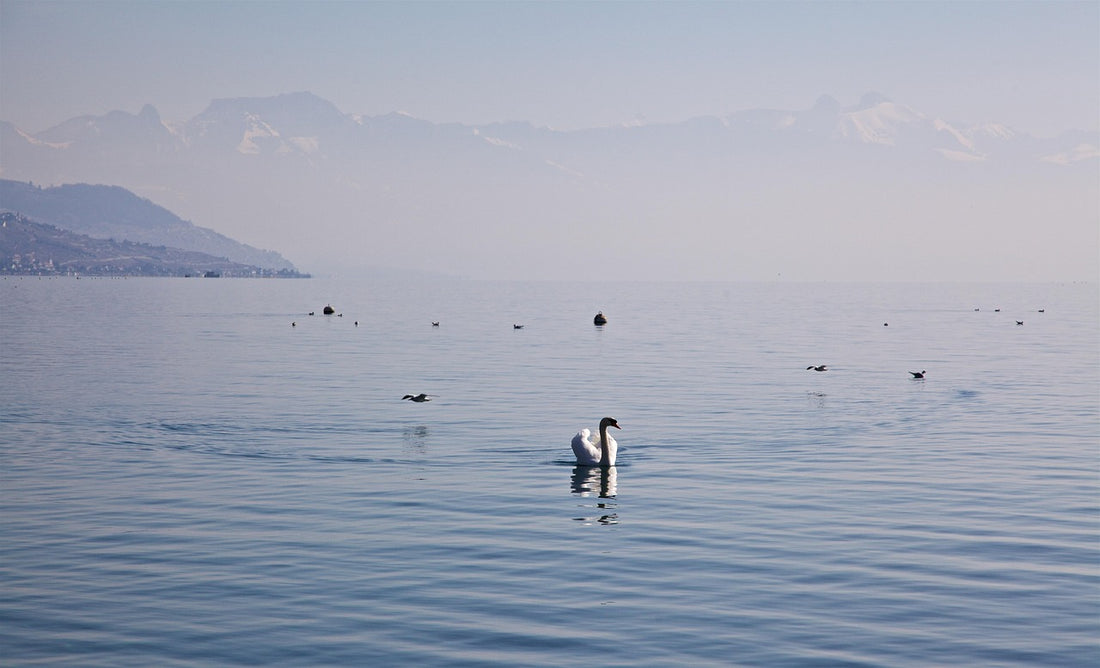 Où Trouver Grano Maté à Lausanne Notre Guide des Revendeurs 2025